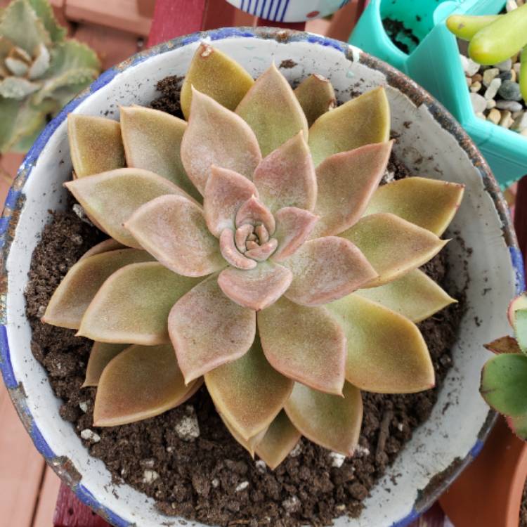 plant image 1180267 plant image 1180267