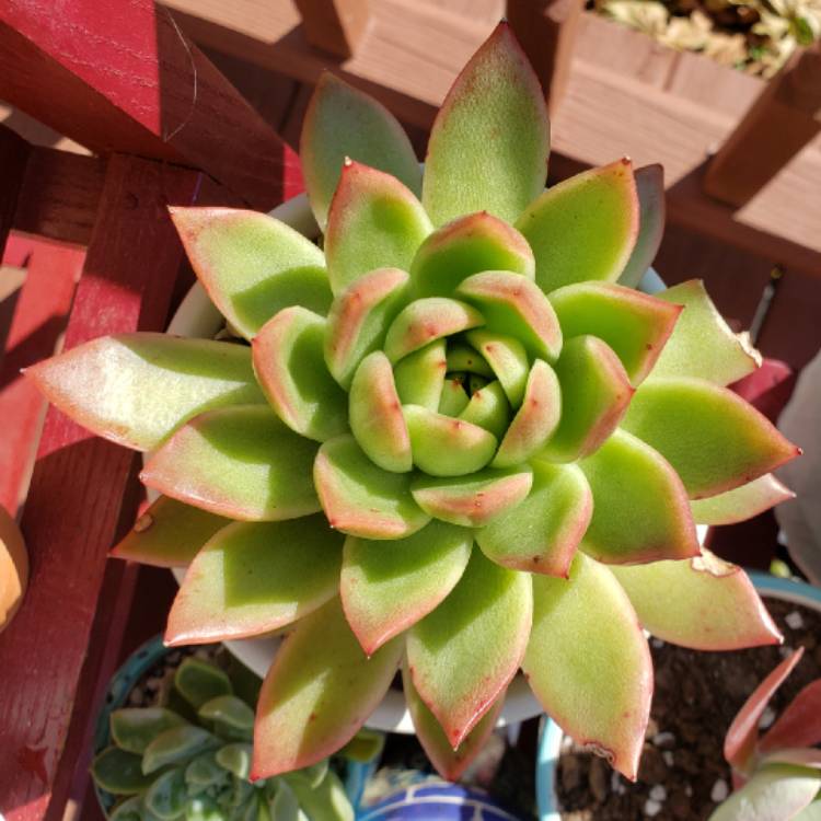 Plant image Echeveria Agavoides Miranda