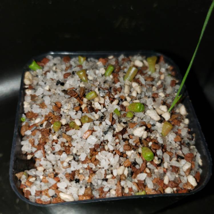 plant image 1189224
