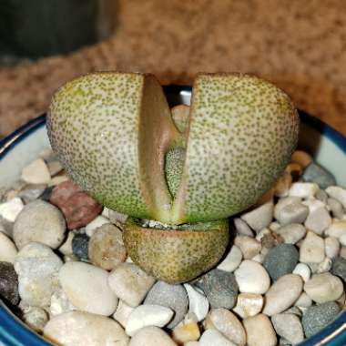 Pleiospilos nelii