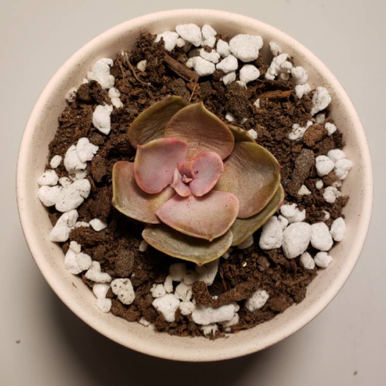 plant image 1214717 plant image 1214717