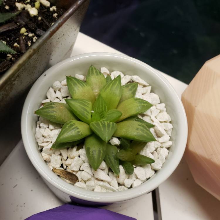 plant image 1215619