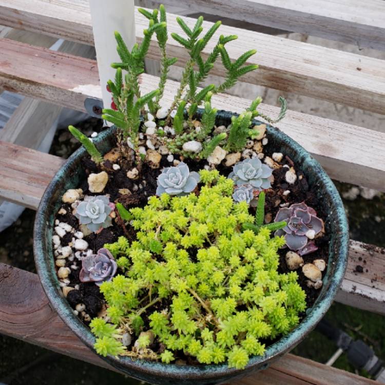 plant image 1228248 plant image 1228248