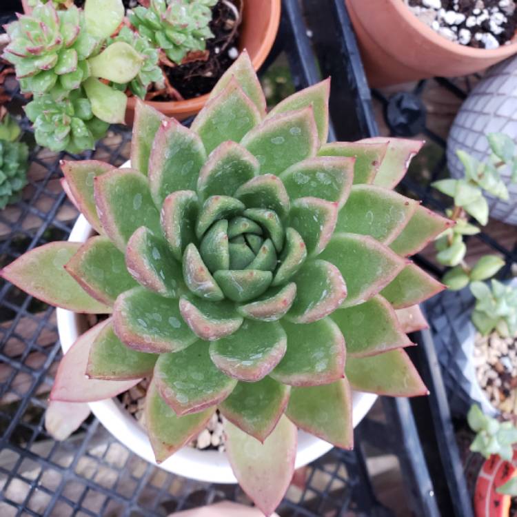 plant image 1228268 plant image 1228268