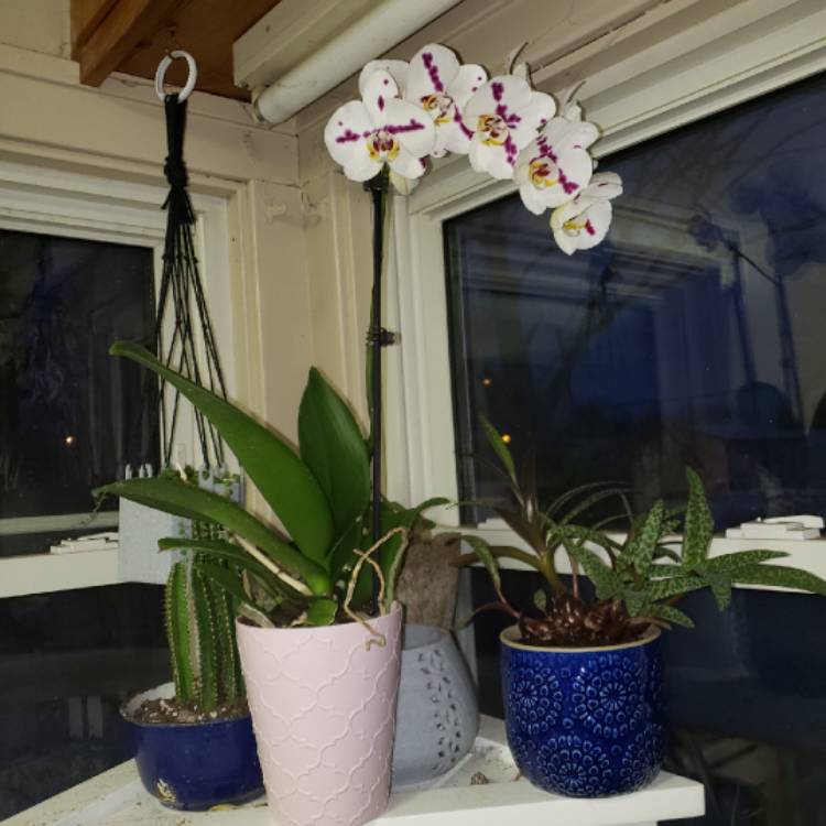 plant image 1232284