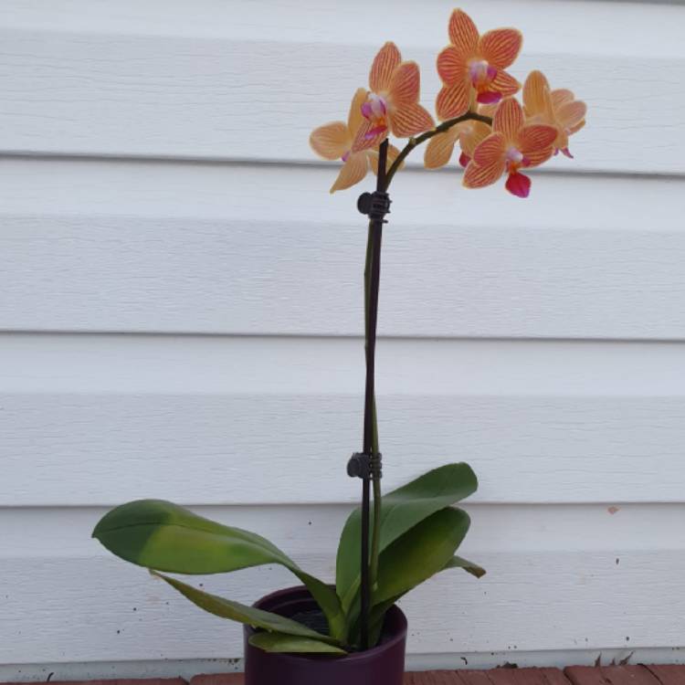 plant image 1232778