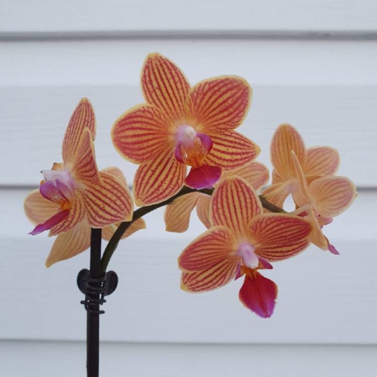 Plant image Phalaenopsis 'MyMonro Bronzer'