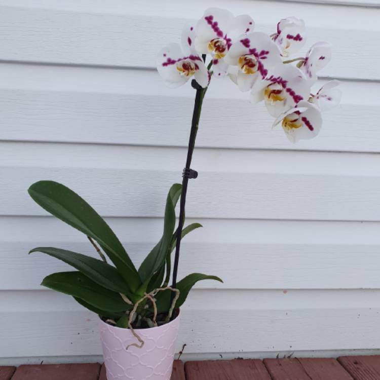 plant image 1232829