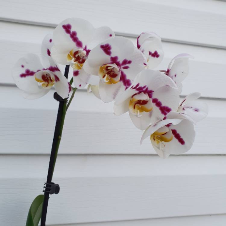 plant image 1232832
