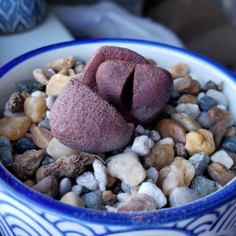 plant image 1233715