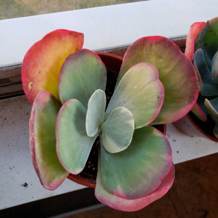plant image 1235537 plant image 1235537