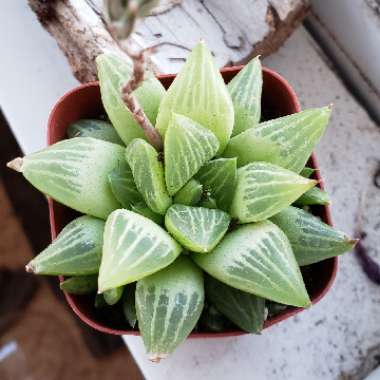 Haworthia Turgida