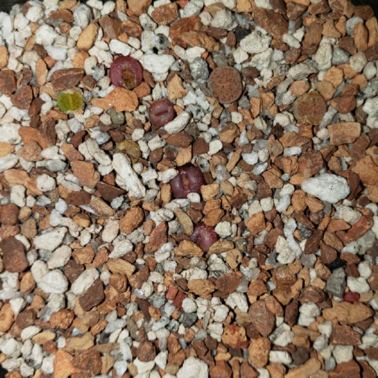 plant image 1236611