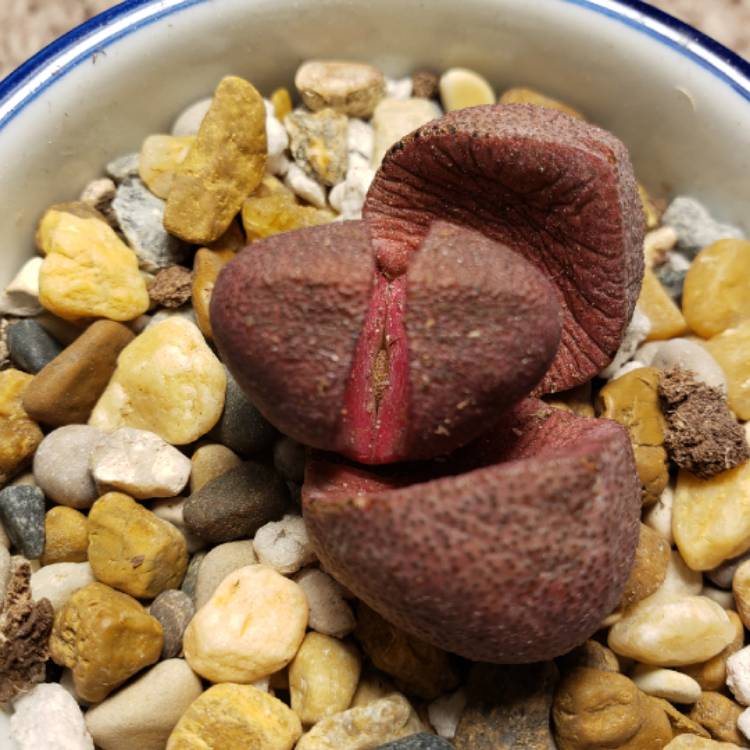 plant image 1236613