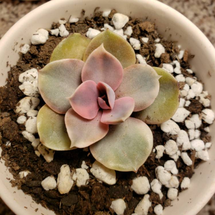 plant image 1239716 plant image 1239716