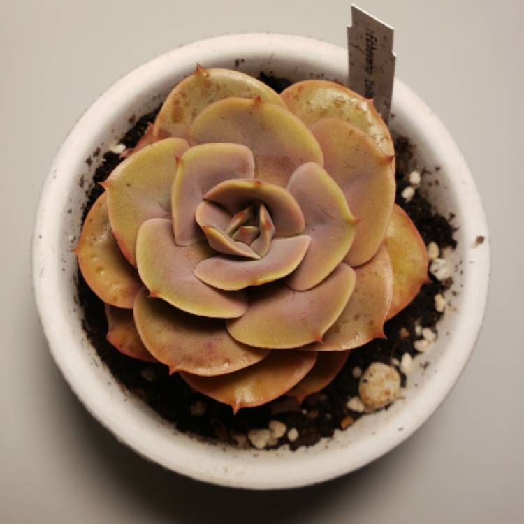 plant image 1239739 plant image 1239739