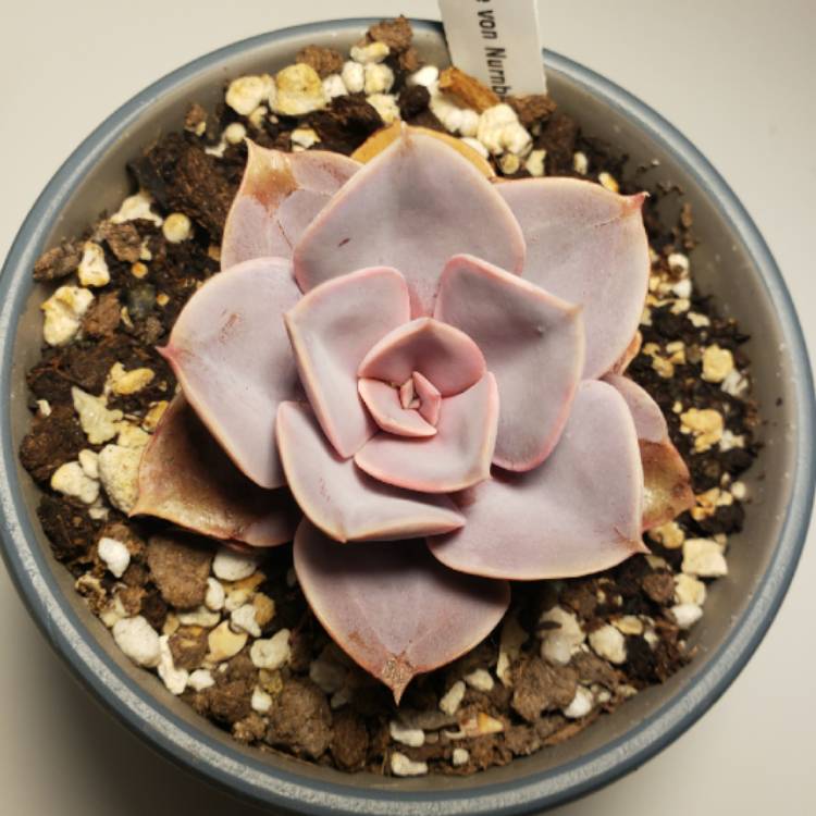 plant image 1239741 plant image 1239741