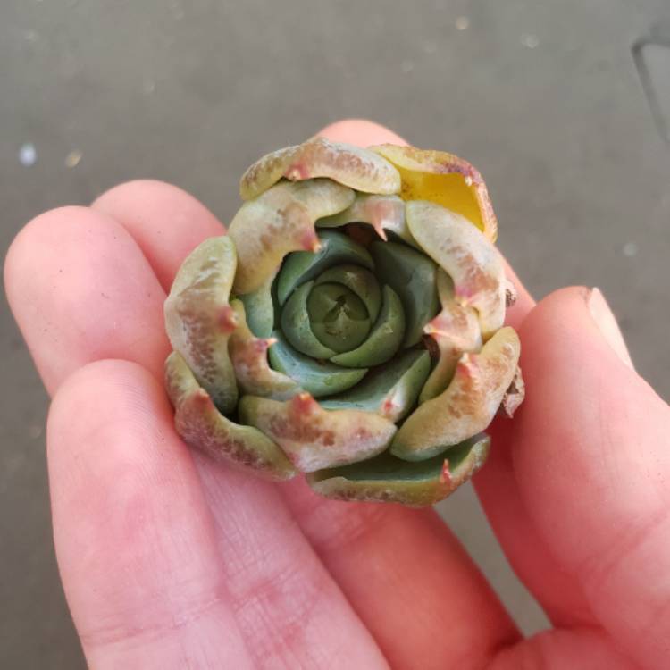 Plant image Echeveria Love Fire