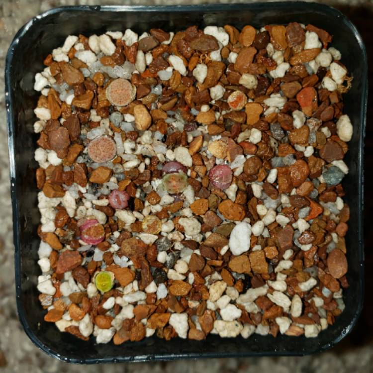 plant image 1242552