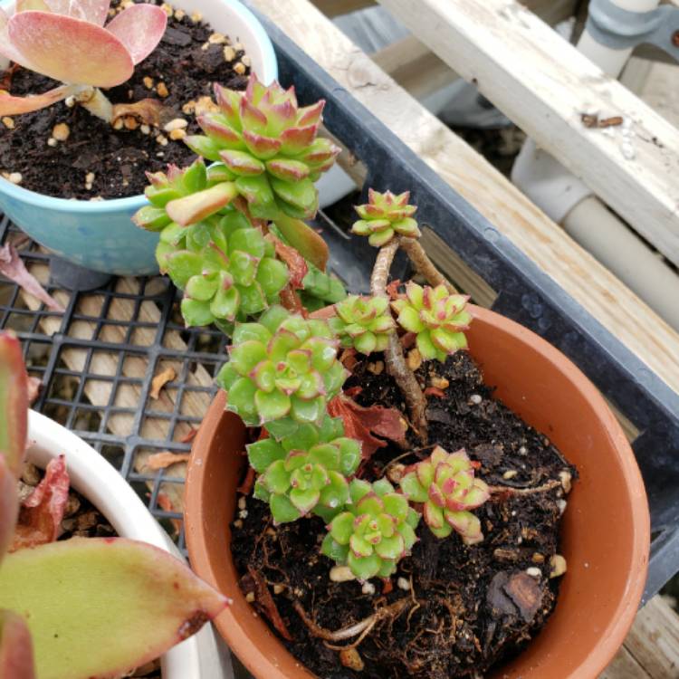 plant image 1245458 plant image 1245458