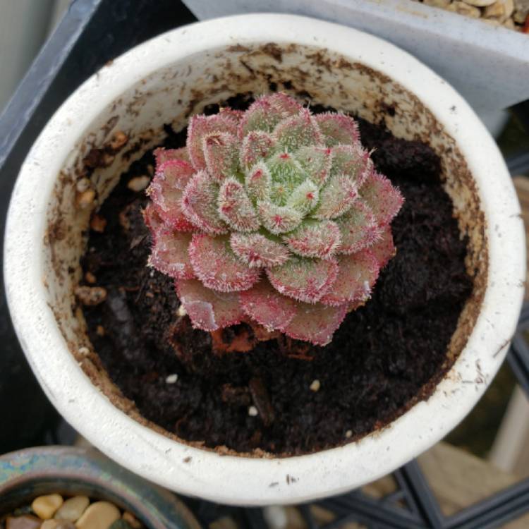 plant image 1245521 plant image 1245521