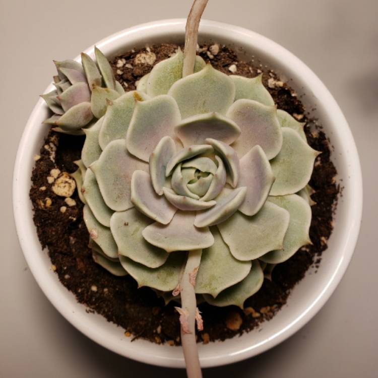 plant image 1251148 plant image 1251148