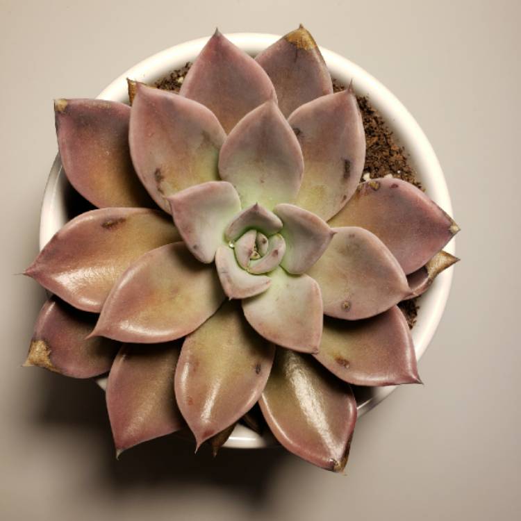 plant image 1253013 plant image 1253013