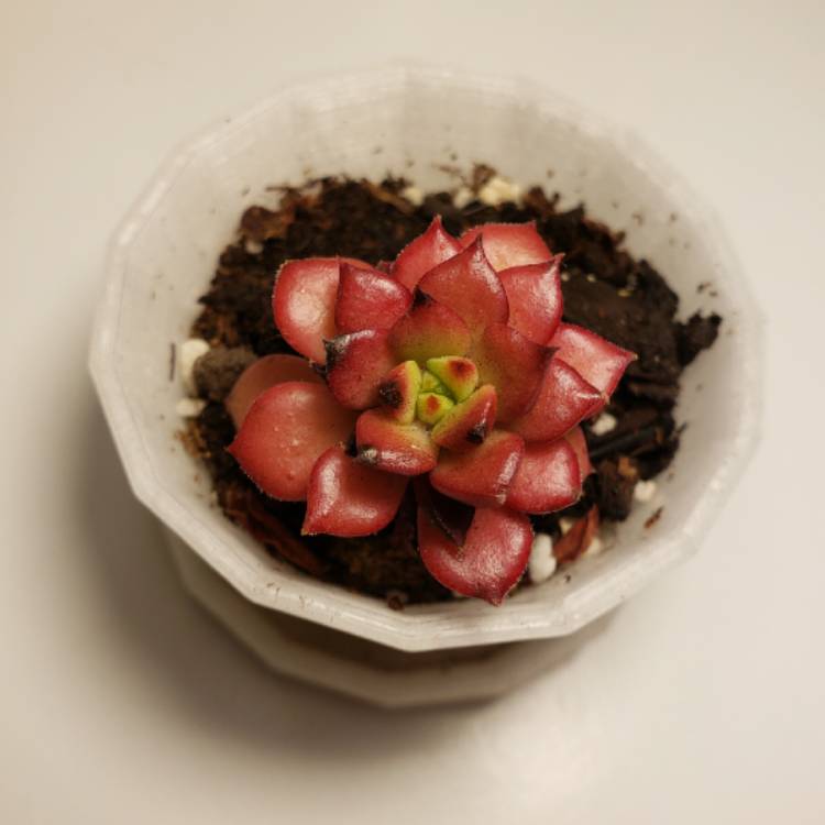 Plant image xSedeveria Letizia