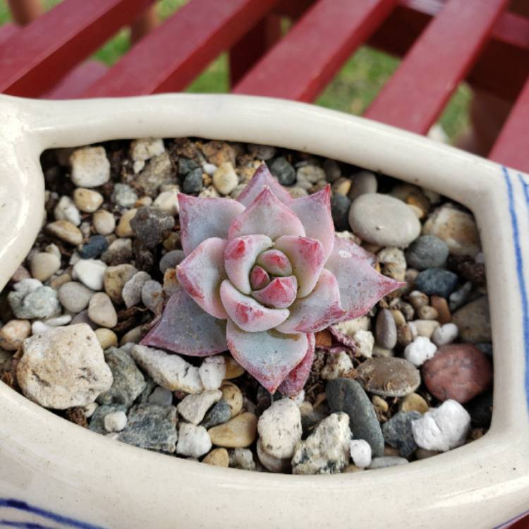 plant image 1253477 plant image 1253477