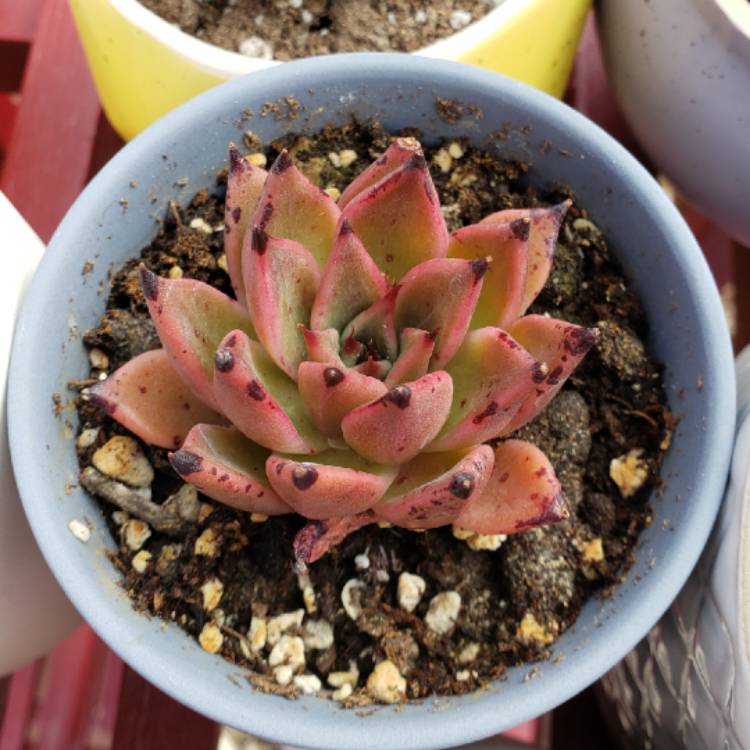 plant image 1253489 plant image 1253489