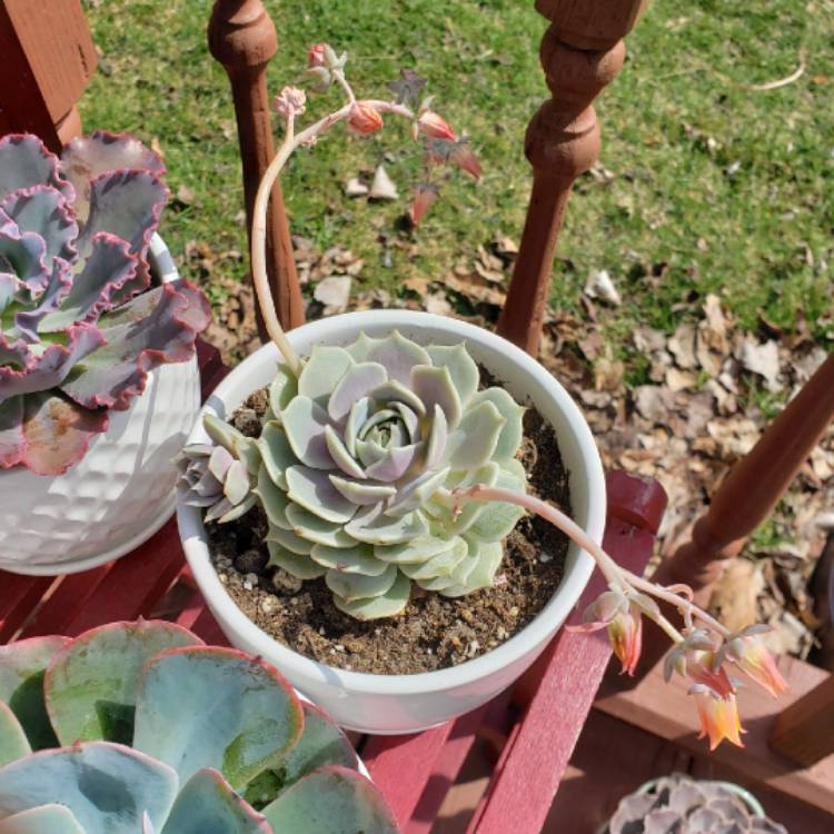plant image 1253499 plant image 1253499