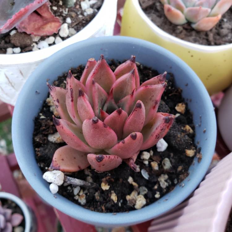 plant image 1258879 plant image 1258879