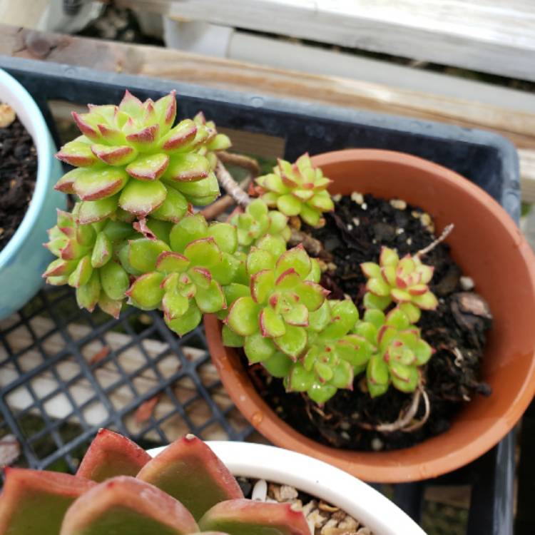 plant image 1262479 plant image 1262479