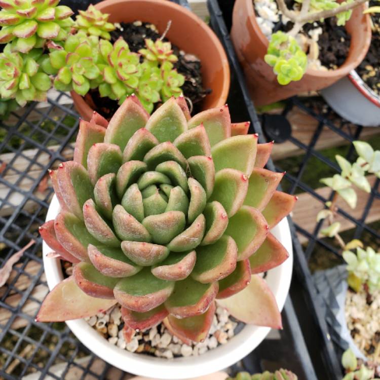 plant image 1262481 plant image 1262481