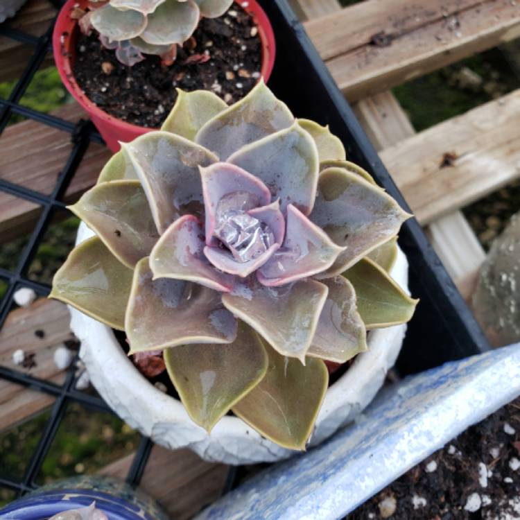 plant image 1262484 plant image 1262484