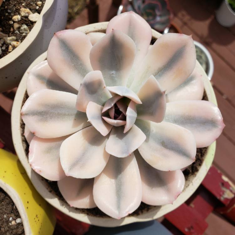 Plant image Echeveria Akaihosi Variegata