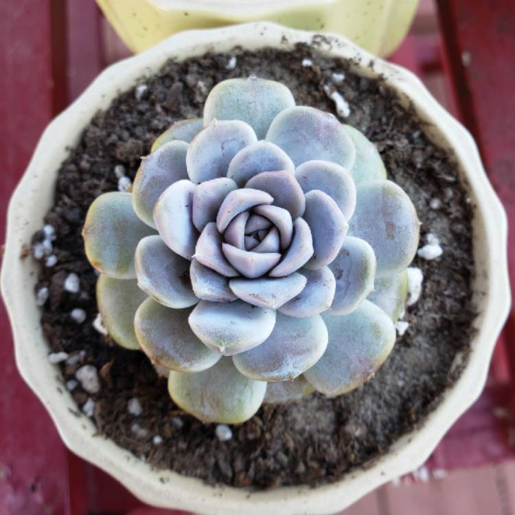 plant image 1271140 plant image 1271140