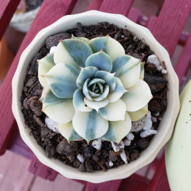 plant image 1271145
