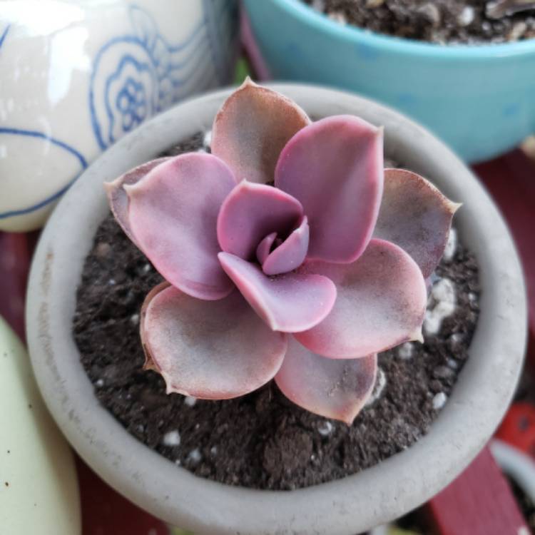 plant image 1291560 plant image 1291560