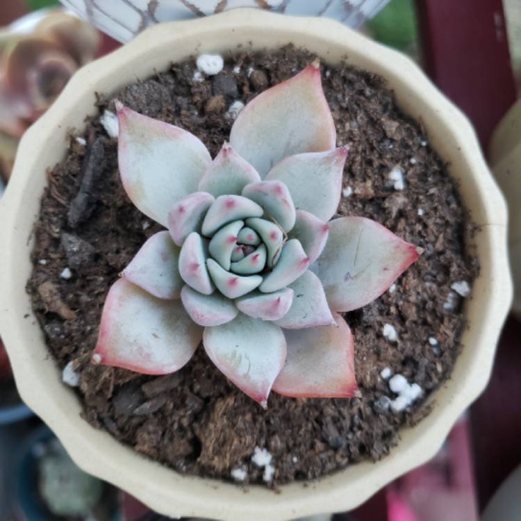 plant image 1291567 plant image 1291567
