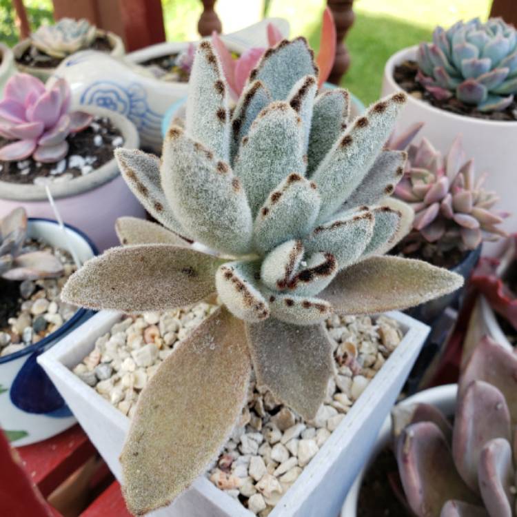 plant image 1292560 plant image 1292560