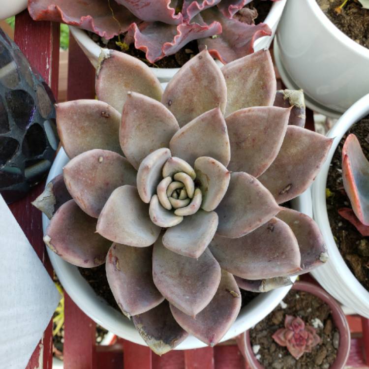 plant image 1292603 plant image 1292603