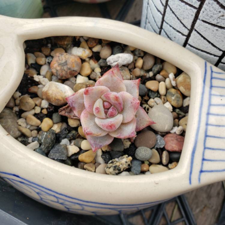 plant image 1301381 plant image 1301381