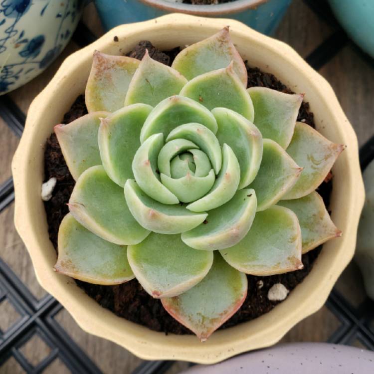 plant image 1301385 plant image 1301385