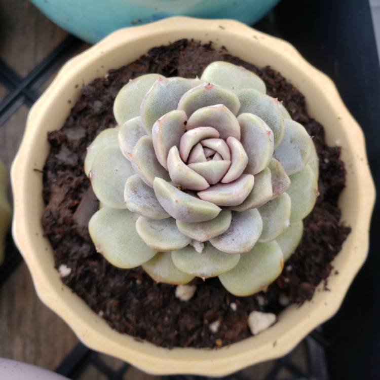 plant image 1301386 plant image 1301386