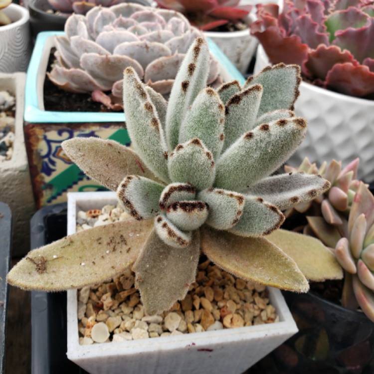 plant image 1301397 plant image 1301397