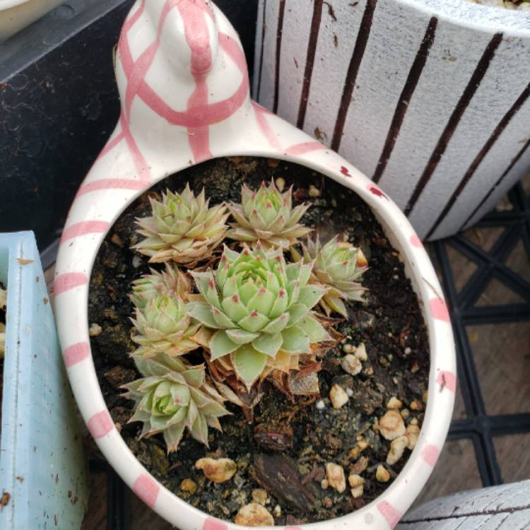 plant image 1301410 plant image 1301410