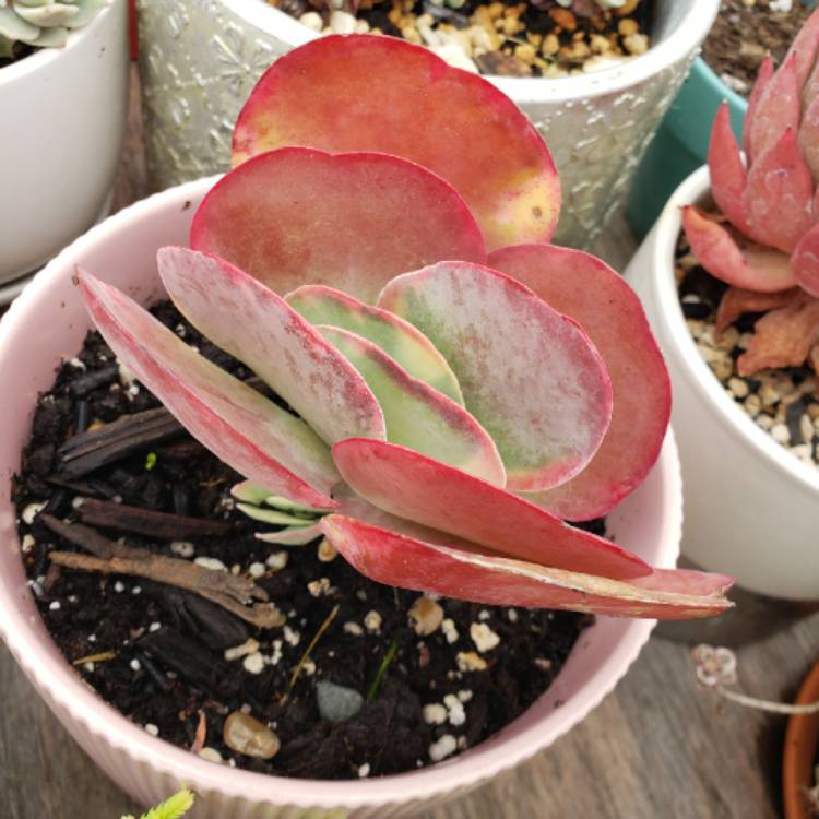 plant image 1301416 plant image 1301416
