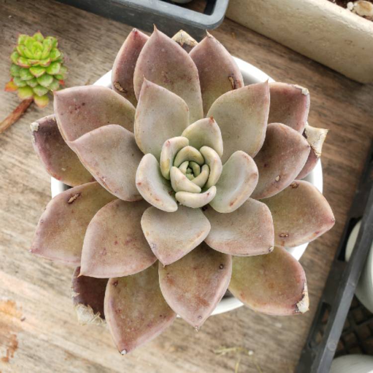 plant image 1301420 plant image 1301420