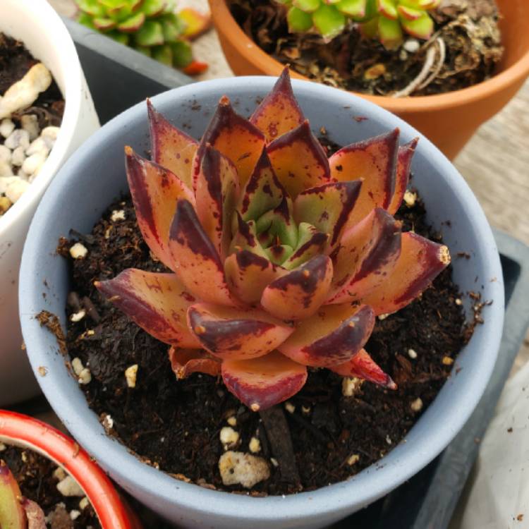 plant image 1301429 plant image 1301429